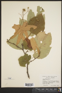 Tilia heterophylla image