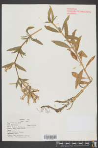 Rhexia virginica image