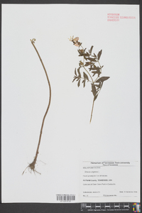 Rhexia virginica image