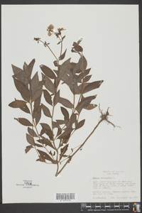 Rhexia virginica image