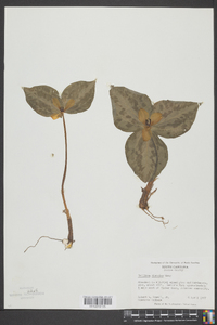 Trillium discolor image