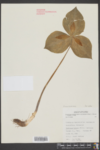 Trillium luteum image