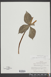 Trillium luteum image