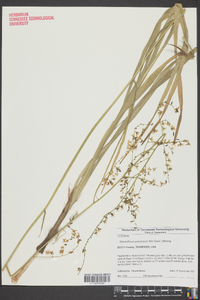 Stenanthium gramineum image