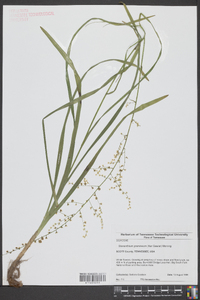 Stenanthium gramineum image