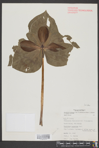 Trillium cuneatum image