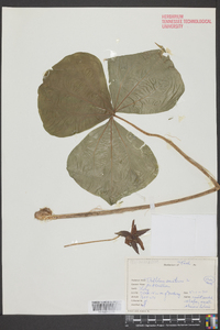 Trillium erectum image