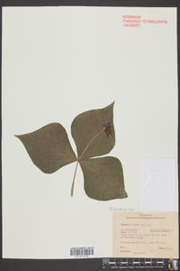 Trillium erectum image