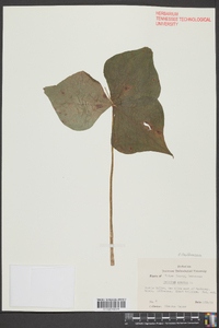 Trillium erectum image