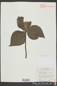 Trillium cuneatum image