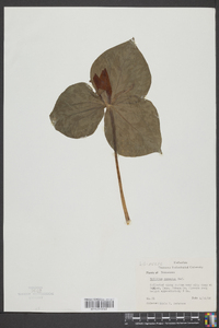 Trillium cuneatum image