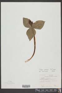 Trillium cuneatum image