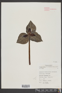 Trillium cuneatum image