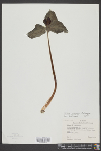 Trillium cuneatum image