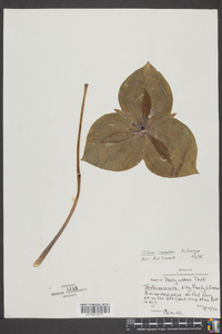 Trillium cuneatum image