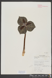 Trillium cuneatum image