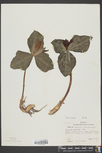 Trillium cuneatum image