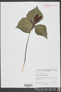 Trillium cuneatum image