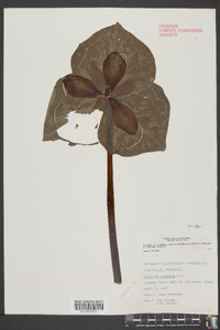 Trillium cuneatum image