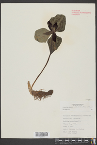 Trillium cuneatum image