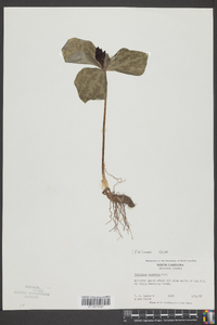 Trillium cuneatum image