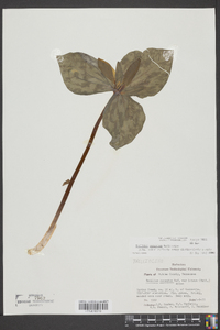 Trillium cuneatum image