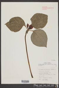 Trillium recurvatum image