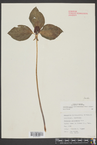 Trillium recurvatum image