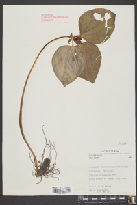 Trillium recurvatum image