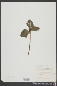 Trillium recurvatum image