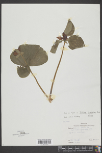 Trillium recurvatum image