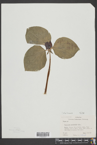 Trillium recurvatum image