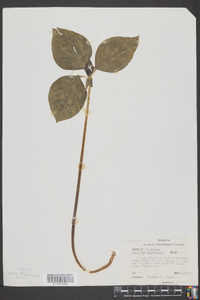 Trillium recurvatum image