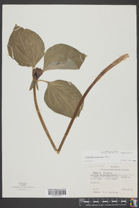 Trillium recurvatum image