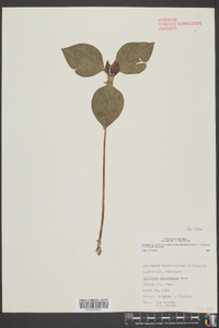 Trillium recurvatum image