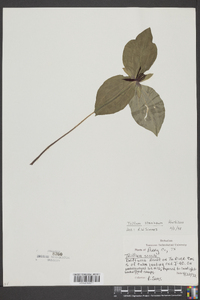 Trillium stamineum image