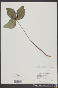 Trillium stamineum image