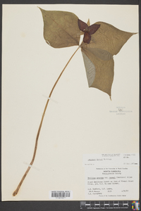 Trillium vaseyi image