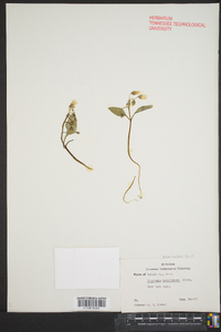 Claytonia caroliniana image