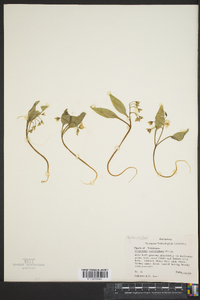 Claytonia caroliniana image