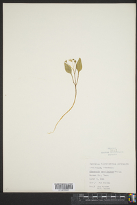 Claytonia caroliniana image