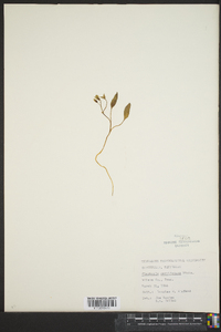 Claytonia caroliniana image