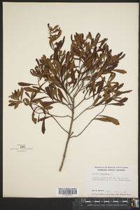 Myrica cerifera image