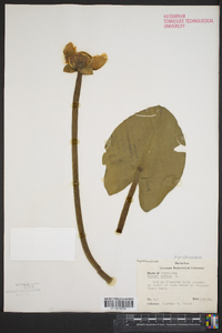 Nuphar lutea image