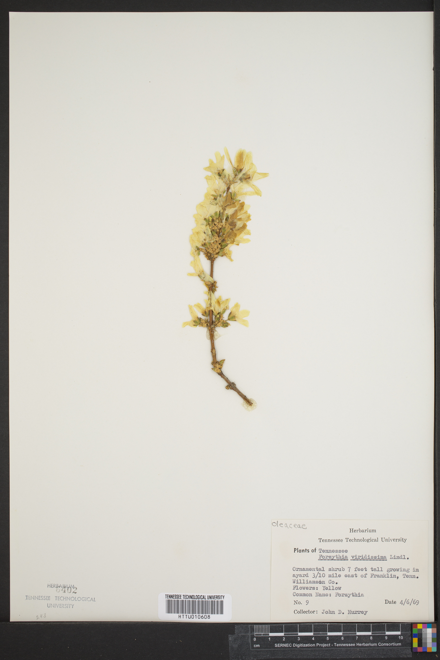 Forsythia viridissima image