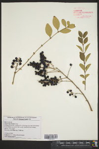 Ligustrum sinense image