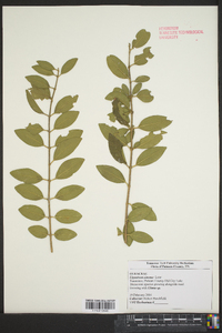 Ligustrum sinense image