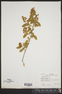 Ligustrum sinense image