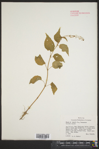 Circaea alpina image