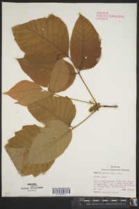 Circaea alpina image